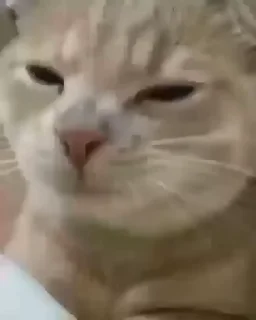 Video Sticker