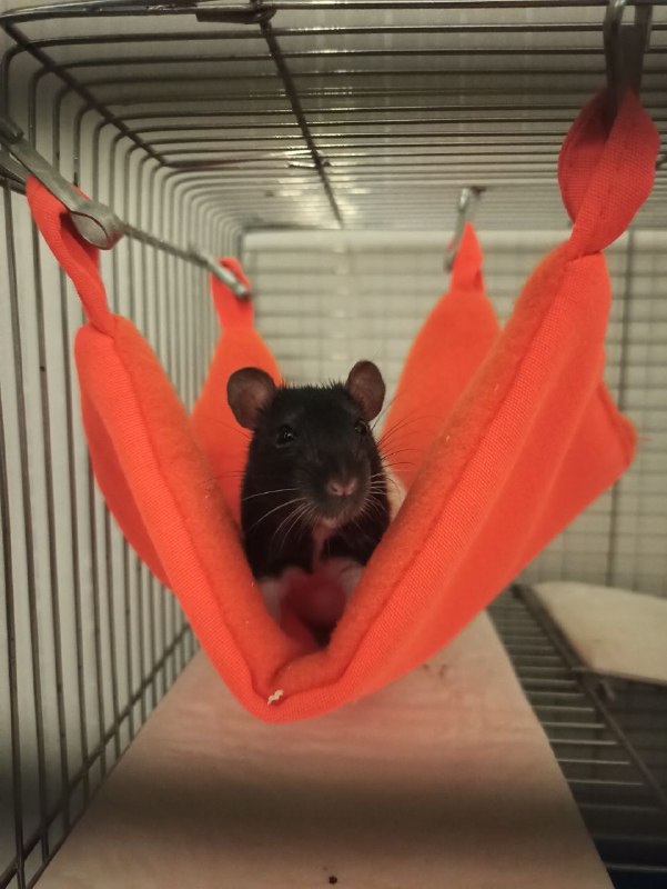 Взяла крыс с авито, две девочки оказались с подвохом: одна мальчик, другая беременна Спасибо за киндер сюрприз тëтя 👍Взяла крыс с авито, две девочки оказались с подвохом: одна мальчик, другая беременна Спасибо за киндер сюрприз тëтя 👍