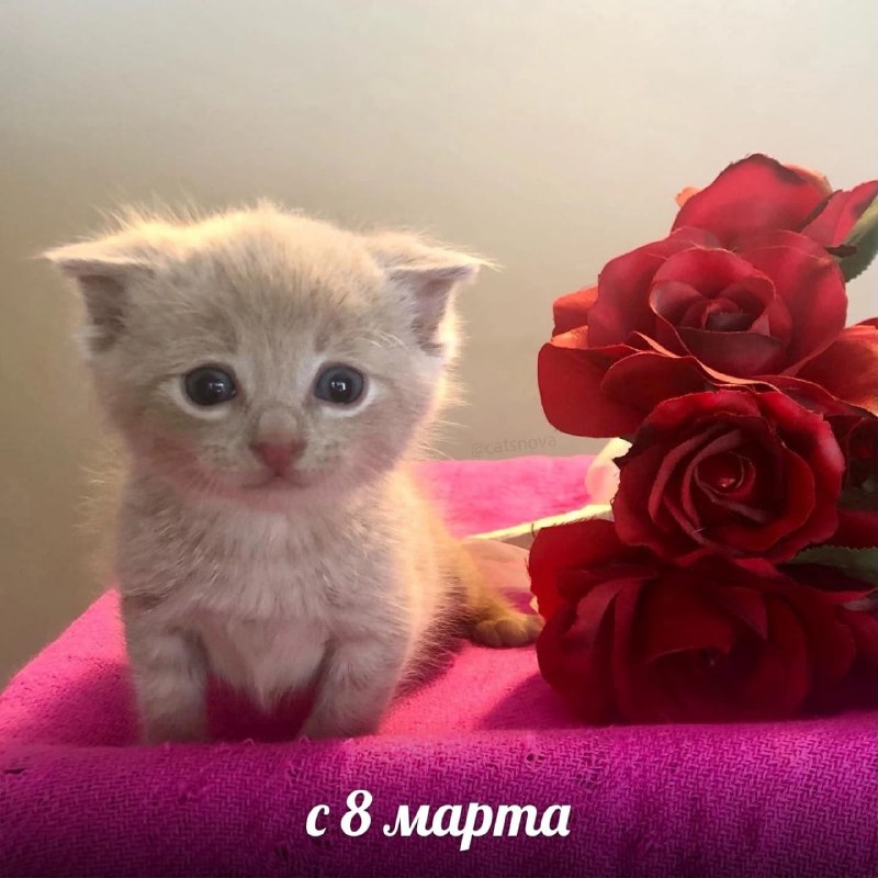 🌷