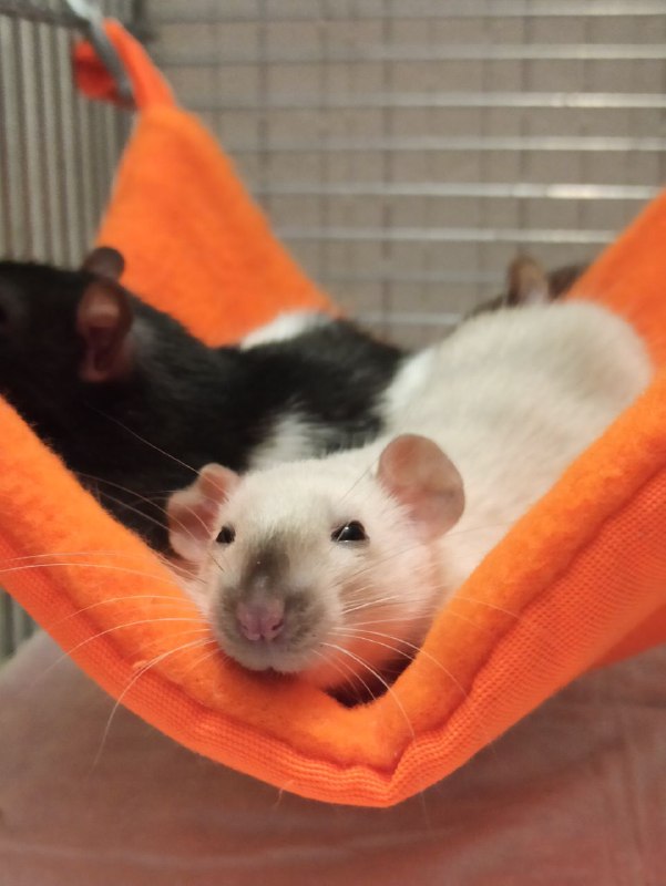 Взяла крыс с авито, две девочки оказались с подвохом: одна мальчик, другая беременна Спасибо за киндер сюрприз тëтя 👍Взяла крыс с авито, две девочки оказались с подвохом: одна мальчик, другая беременна Спасибо за киндер сюрприз тëтя 👍