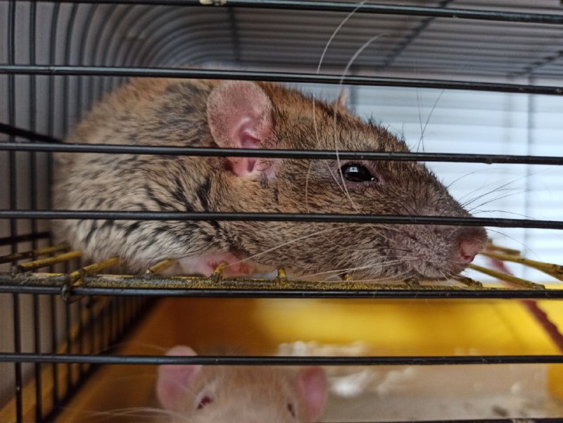 Сегодня 26.3.23 утром у меня на руках умер Серёжа. Ты был самым добрым, пушистым, толстым и просто лучшей крысой в этом мире. Ты прожил хорошую и длинную крысиную жизнь, но теперь тебя больше нет. Ты смотрел всегда на меня своими глазками бусинками как будто всё понимаешь. Твой брат ещё жив, но когда нибудь вы снова будете вместе лежать в гамаке. Навсегда в моём сердце. RIP Серёжа 5.10.20 - 26.03.23Сегодня 26.3.23 утром у меня на руках умер Серёжа. Ты был самым добрым, пушистым, толстым и просто лучшей крысой в этом мире. Ты прожил хорошую и длинную крысиную жизнь, но теперь тебя больше нет. Ты смотрел всегда на меня своими глазками бусинками как будто всё понимаешь. Твой брат ещё жив, но когда нибудь вы снова будете вместе лежать в гамаке. Навсегда в моём сердце. RIP Серёжа 5.10.20 - 26.03.23