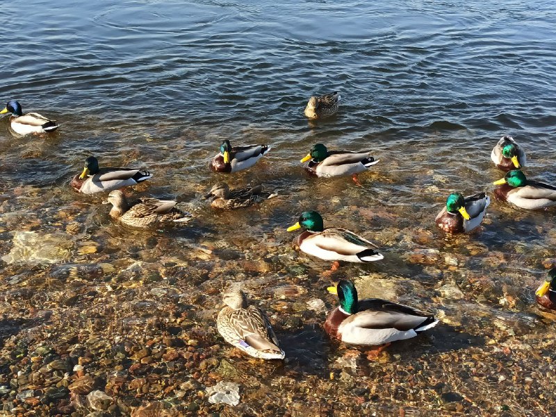 Оцените уток подпищекиОцените уток подпищеки