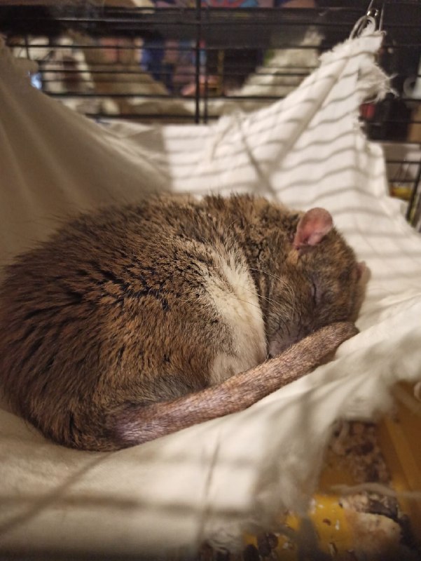 Сегодня 26.3.23 утром у меня на руках умер Серёжа. Ты был самым добрым, пушистым, толстым и просто лучшей крысой в этом мире. Ты прожил хорошую и длинную крысиную жизнь, но теперь тебя больше нет. Ты смотрел всегда на меня своими глазками бусинками как будто всё понимаешь. Твой брат ещё жив, но когда нибудь вы снова будете вместе лежать в гамаке. Навсегда в моём сердце. RIP Серёжа 5.10.20 - 26.03.23Сегодня 26.3.23 утром у меня на руках умер Серёжа. Ты был самым добрым, пушистым, толстым и просто лучшей крысой в этом мире. Ты прожил хорошую и длинную крысиную жизнь, но теперь тебя больше нет. Ты смотрел всегда на меня своими глазками бусинками как будто всё понимаешь. Твой брат ещё жив, но когда нибудь вы снова будете вместе лежать в гамаке. Навсегда в моём сердце. RIP Серёжа 5.10.20 - 26.03.23