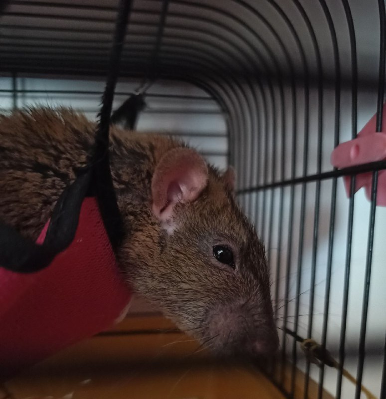 Сегодня 26.3.23 утром у меня на руках умер Серёжа. Ты был самым добрым, пушистым, толстым и просто лучшей крысой в этом мире. Ты прожил хорошую и длинную крысиную жизнь, но теперь тебя больше нет. Ты смотрел всегда на меня своими глазками бусинками как будто всё понимаешь. Твой брат ещё жив, но когда нибудь вы снова будете вместе лежать в гамаке. Навсегда в моём сердце. RIP Серёжа 5.10.20 - 26.03.23Сегодня 26.3.23 утром у меня на руках умер Серёжа. Ты был самым добрым, пушистым, толстым и просто лучшей крысой в этом мире. Ты прожил хорошую и длинную крысиную жизнь, но теперь тебя больше нет. Ты смотрел всегда на меня своими глазками бусинками как будто всё понимаешь. Твой брат ещё жив, но когда нибудь вы снова будете вместе лежать в гамаке. Навсегда в моём сердце. RIP Серёжа 5.10.20 - 26.03.23