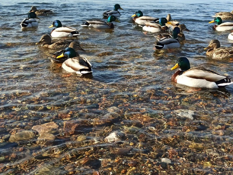 Оцените уток подпищекиОцените уток подпищеки