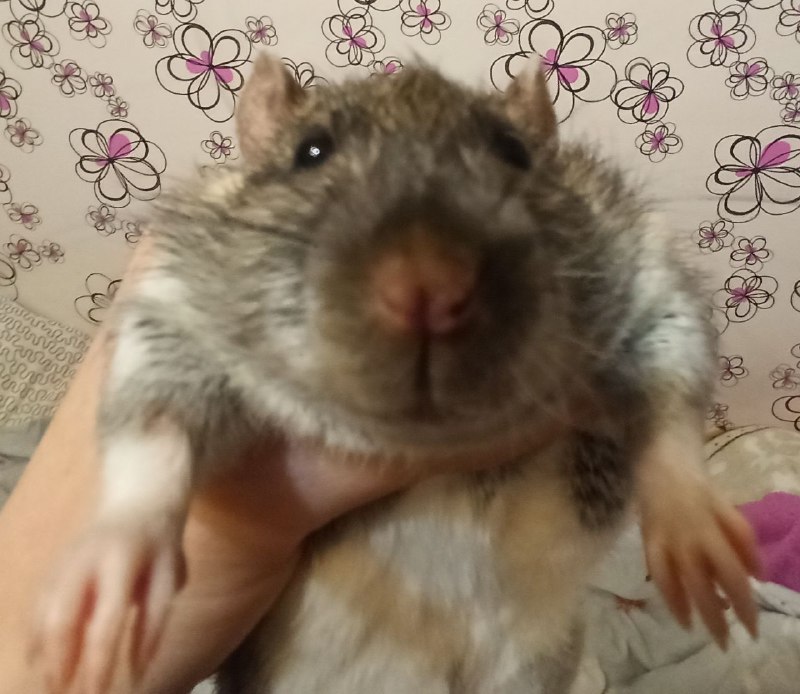 Сегодня 26.3.23 утром у меня на руках умер Серёжа. Ты был самым добрым, пушистым, толстым и просто лучшей крысой в этом мире. Ты прожил хорошую и длинную крысиную жизнь, но теперь тебя больше нет. Ты смотрел всегда на меня своими глазками бусинками как будто всё понимаешь. Твой брат ещё жив, но когда нибудь вы снова будете вместе лежать в гамаке. Навсегда в моём сердце. RIP Серёжа 5.10.20 - 26.03.23Сегодня 26.3.23 утром у меня на руках умер Серёжа. Ты был самым добрым, пушистым, толстым и просто лучшей крысой в этом мире. Ты прожил хорошую и длинную крысиную жизнь, но теперь тебя больше нет. Ты смотрел всегда на меня своими глазками бусинками как будто всё понимаешь. Твой брат ещё жив, но когда нибудь вы снова будете вместе лежать в гамаке. Навсегда в моём сердце. RIP Серёжа 5.10.20 - 26.03.23