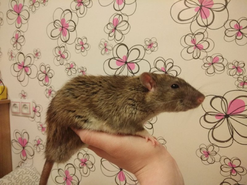 Сегодня 26.3.23 утром у меня на руках умер Серёжа. Ты был самым добрым, пушистым, толстым и просто лучшей крысой в этом мире. Ты прожил хорошую и длинную крысиную жизнь, но теперь тебя больше нет. Ты смотрел всегда на меня своими глазками бусинками как будто всё понимаешь. Твой брат ещё жив, но когда нибудь вы снова будете вместе лежать в гамаке. Навсегда в моём сердце. RIP Серёжа 5.10.20 - 26.03.23Сегодня 26.3.23 утром у меня на руках умер Серёжа. Ты был самым добрым, пушистым, толстым и просто лучшей крысой в этом мире. Ты прожил хорошую и длинную крысиную жизнь, но теперь тебя больше нет. Ты смотрел всегда на меня своими глазками бусинками как будто всё понимаешь. Твой брат ещё жив, но когда нибудь вы снова будете вместе лежать в гамаке. Навсегда в моём сердце. RIP Серёжа 5.10.20 - 26.03.23