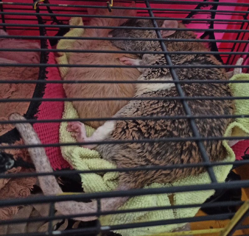 Сегодня 26.3.23 утром у меня на руках умер Серёжа. Ты был самым добрым, пушистым, толстым и просто лучшей крысой в этом мире. Ты прожил хорошую и длинную крысиную жизнь, но теперь тебя больше нет. Ты смотрел всегда на меня своими глазками бусинками как будто всё понимаешь. Твой брат ещё жив, но когда нибудь вы снова будете вместе лежать в гамаке. Навсегда в моём сердце. RIP Серёжа 5.10.20 - 26.03.23Сегодня 26.3.23 утром у меня на руках умер Серёжа. Ты был самым добрым, пушистым, толстым и просто лучшей крысой в этом мире. Ты прожил хорошую и длинную крысиную жизнь, но теперь тебя больше нет. Ты смотрел всегда на меня своими глазками бусинками как будто всё понимаешь. Твой брат ещё жив, но когда нибудь вы снова будете вместе лежать в гамаке. Навсегда в моём сердце. RIP Серёжа 5.10.20 - 26.03.23