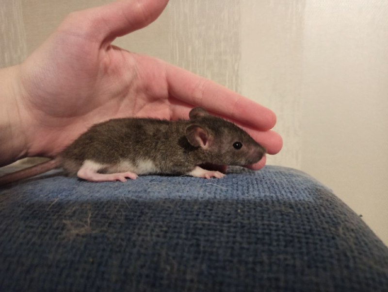 Сегодня 26.3.23 утром у меня на руках умер Серёжа. Ты был самым добрым, пушистым, толстым и просто лучшей крысой в этом мире. Ты прожил хорошую и длинную крысиную жизнь, но теперь тебя больше нет. Ты смотрел всегда на меня своими глазками бусинками как будто всё понимаешь. Твой брат ещё жив, но когда нибудь вы снова будете вместе лежать в гамаке. Навсегда в моём сердце. RIP Серёжа 5.10.20 - 26.03.23Сегодня 26.3.23 утром у меня на руках умер Серёжа. Ты был самым добрым, пушистым, толстым и просто лучшей крысой в этом мире. Ты прожил хорошую и длинную крысиную жизнь, но теперь тебя больше нет. Ты смотрел всегда на меня своими глазками бусинками как будто всё понимаешь. Твой брат ещё жив, но когда нибудь вы снова будете вместе лежать в гамаке. Навсегда в моём сердце. RIP Серёжа 5.10.20 - 26.03.23