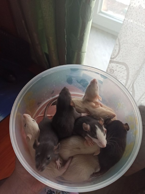 Ещё раз дублирую для тех кто недавно подписался или не видел. Ищу хозяев для крысят из коломны, Рязани, ближайших городов или даже Москвы. Если вдруг кто нибудь из вас или ваших друзей хочет крысок пишите в лс! Прошу распространить пост кто как может. Детки хотят найти дом =(ps. всем спасибо, вопрос решился