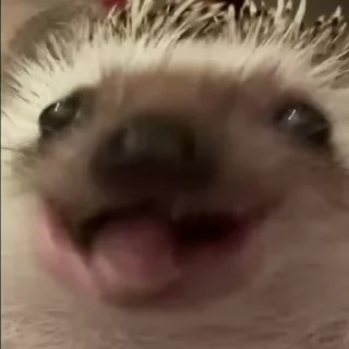 Video Sticker