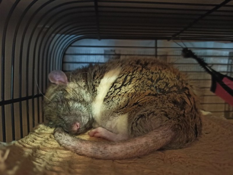 Сегодня 26.3.23 утром у меня на руках умер Серёжа. Ты был самым добрым, пушистым, толстым и просто лучшей крысой в этом мире. Ты прожил хорошую и длинную крысиную жизнь, но теперь тебя больше нет. Ты смотрел всегда на меня своими глазками бусинками как будто всё понимаешь. Твой брат ещё жив, но когда нибудь вы снова будете вместе лежать в гамаке. Навсегда в моём сердце. RIP Серёжа 5.10.20 - 26.03.23Сегодня 26.3.23 утром у меня на руках умер Серёжа. Ты был самым добрым, пушистым, толстым и просто лучшей крысой в этом мире. Ты прожил хорошую и длинную крысиную жизнь, но теперь тебя больше нет. Ты смотрел всегда на меня своими глазками бусинками как будто всё понимаешь. Твой брат ещё жив, но когда нибудь вы снова будете вместе лежать в гамаке. Навсегда в моём сердце. RIP Серёжа 5.10.20 - 26.03.23