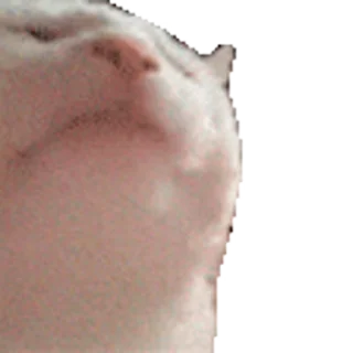 Video Sticker