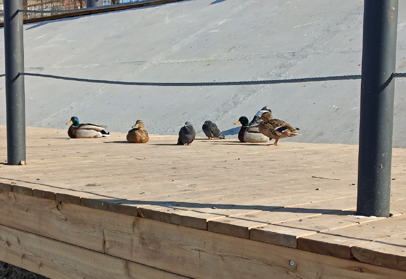 Оцените уток подпищекиОцените уток подпищеки