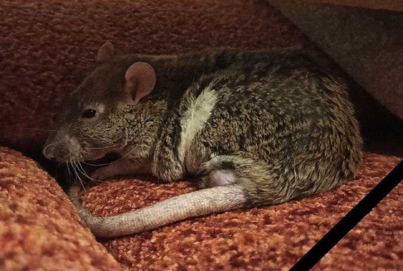 Сегодня 26.3.23 утром у меня на руках умер Серёжа. Ты был самым добрым, пушистым, толстым и просто лучшей крысой в этом мире. Ты прожил хорошую и длинную крысиную жизнь, но теперь тебя больше нет. Ты смотрел всегда на меня своими глазками бусинками как будто всё понимаешь. Твой брат ещё жив, но когда нибудь вы снова будете вместе лежать в гамаке. Навсегда в моём сердце. RIP Серёжа 5.10.20 - 26.03.23Сегодня 26.3.23 утром у меня на руках умер Серёжа. Ты был самым добрым, пушистым, толстым и просто лучшей крысой в этом мире. Ты прожил хорошую и длинную крысиную жизнь, но теперь тебя больше нет. Ты смотрел всегда на меня своими глазками бусинками как будто всё понимаешь. Твой брат ещё жив, но когда нибудь вы снова будете вместе лежать в гамаке. Навсегда в моём сердце. RIP Серёжа 5.10.20 - 26.03.23