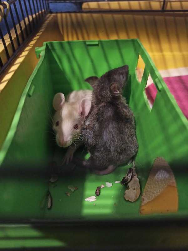 Сегодня 26.3.23 утром у меня на руках умер Серёжа. Ты был самым добрым, пушистым, толстым и просто лучшей крысой в этом мире. Ты прожил хорошую и длинную крысиную жизнь, но теперь тебя больше нет. Ты смотрел всегда на меня своими глазками бусинками как будто всё понимаешь. Твой брат ещё жив, но когда нибудь вы снова будете вместе лежать в гамаке. Навсегда в моём сердце. RIP Серёжа 5.10.20 - 26.03.23Сегодня 26.3.23 утром у меня на руках умер Серёжа. Ты был самым добрым, пушистым, толстым и просто лучшей крысой в этом мире. Ты прожил хорошую и длинную крысиную жизнь, но теперь тебя больше нет. Ты смотрел всегда на меня своими глазками бусинками как будто всё понимаешь. Твой брат ещё жив, но когда нибудь вы снова будете вместе лежать в гамаке. Навсегда в моём сердце. RIP Серёжа 5.10.20 - 26.03.23